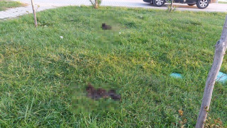 6 parçaya ayrılmış köpek ölüsüyle ilgili 'satanist ayini' iddiası G1