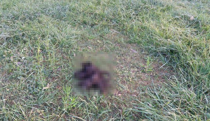 6 parçaya ayrılmış köpek ölüsüyle ilgili 'satanist ayini' iddiası G2