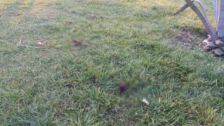 6 parçaya ayrılmış köpek ölüsüyle ilgili 'satanist ayini' iddiası G3