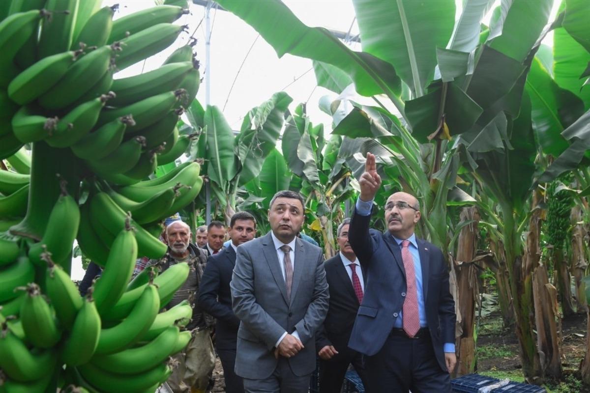 Vali Demirtaş, İmamoğlu&rsquo;nda muz seralarını inceledi