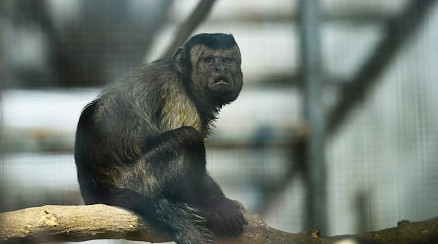 İnsan y&uuml;zl&uuml; maymuna eş aranıyor
