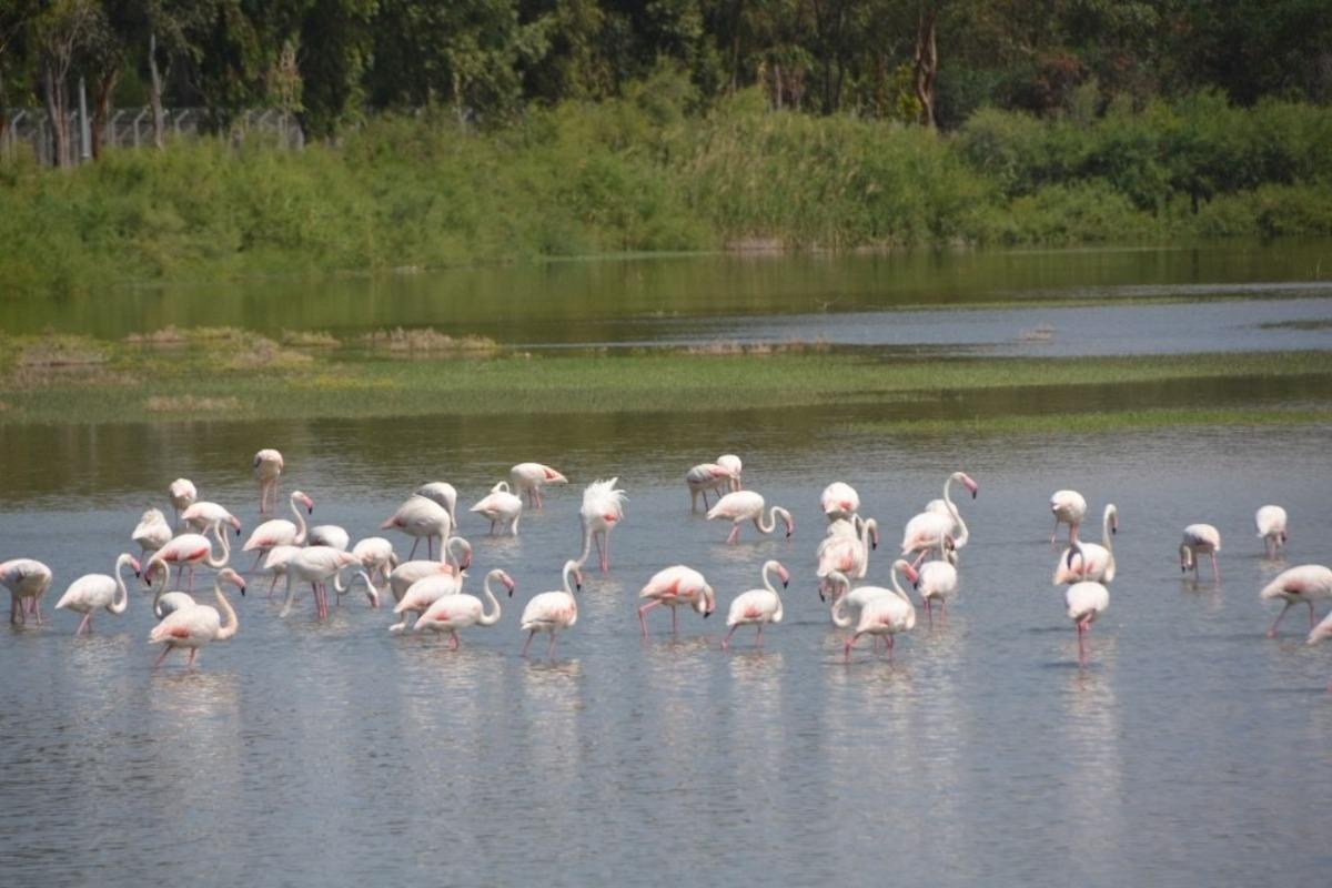 Aliağa, tarihi ve doğal g&uuml;zellikleriyle ilgi &ccedil;ekiyor