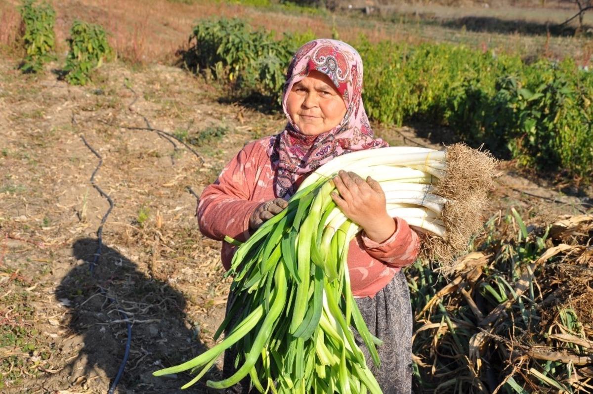 150 yıllık ata tohumlarıyla &uuml;retilen pırasa