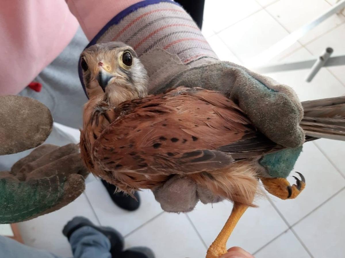 Aydın&rsquo;da yaban hayvanları halkalandı