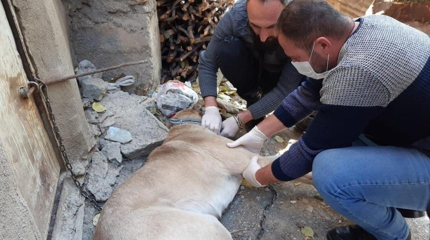 Yaralı kangal k&ouml;peği tedavi altına alındı