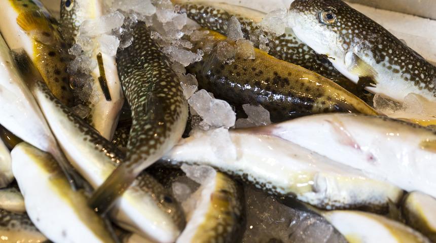 Balon balığı zehiri hakkında açıklama: Balon balığı zehirlidir, sakın yemeyin!