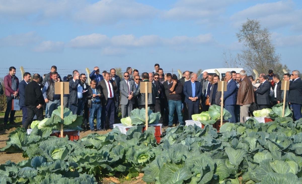 Tarla g&uuml;n&uuml;nde &lsquo;yerli ve milli lahana&rsquo; &ccedil;eşitleri tanıtıldı