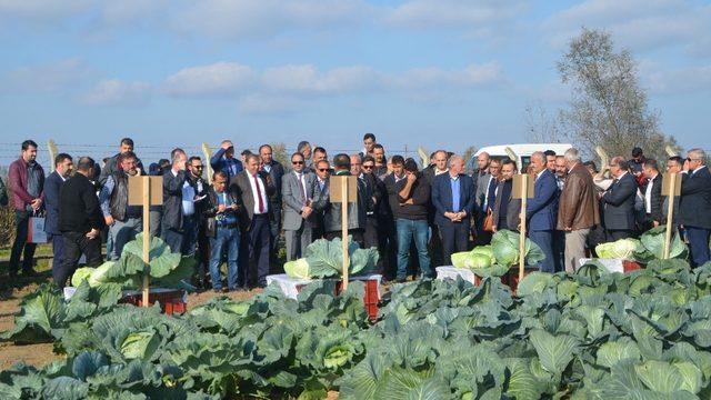 Tarla gününde ‘yerli ve milli lahana’ çeşitleri tanıtıldı