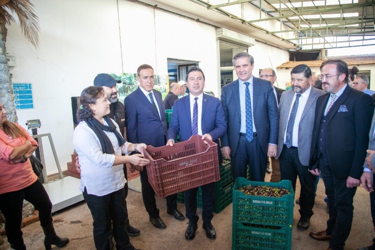 Bodrum zeytinyağına &lsquo;kalite&rsquo; dokunuşu