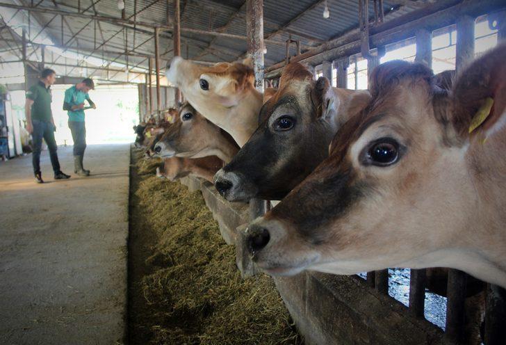 Jersey inek sütüne ilgi büyük! 5 yılda taleplere yetişemez hale geldi G4