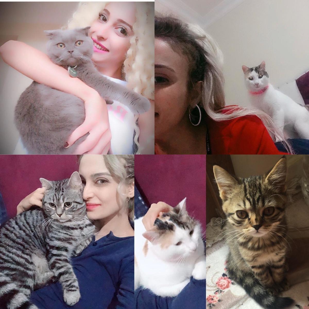 Kedileri vahşice &ouml;ld&uuml;r&uuml;ld&uuml;, eski sevgilisi hakkında su&ccedil; duyurusunda bulundu