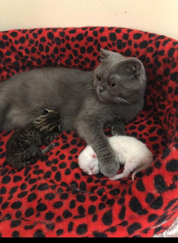 Kedileri vahşice öldürüldü, eski sevgilisi hakkında suç duyurusunda bulundu G3