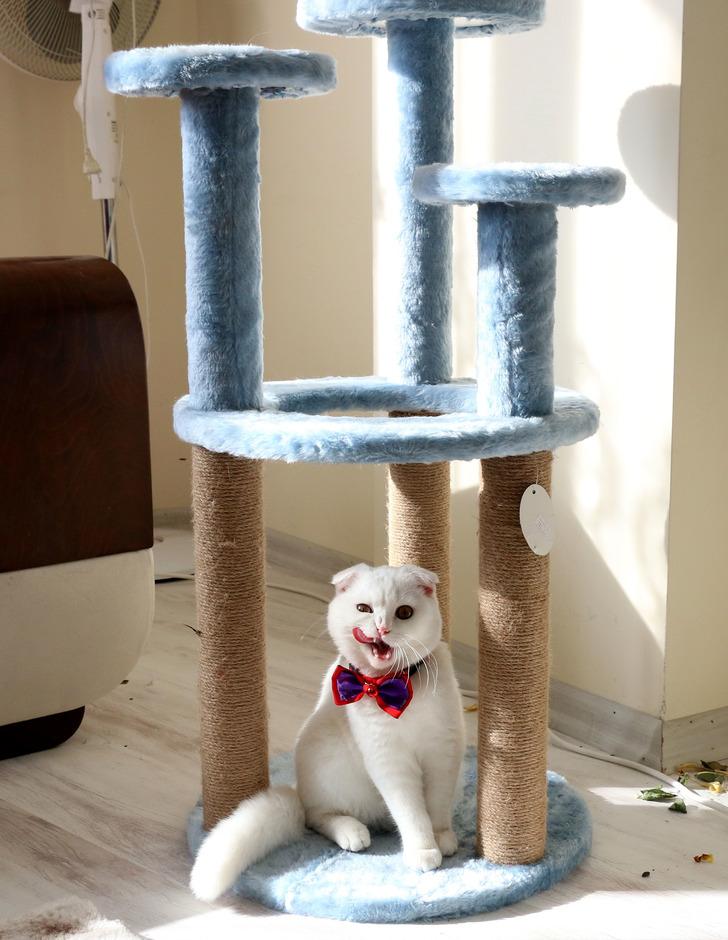 Kedileri vahşice öldürüldü, eski sevgilisi hakkında suç duyurusunda bulundu G1