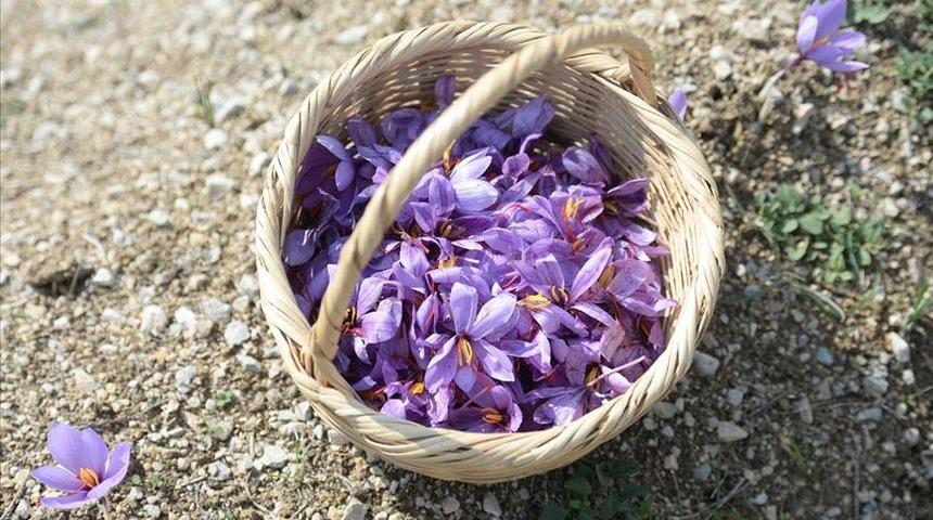 Milli bitki' safrandan '20 kilo' hasat
