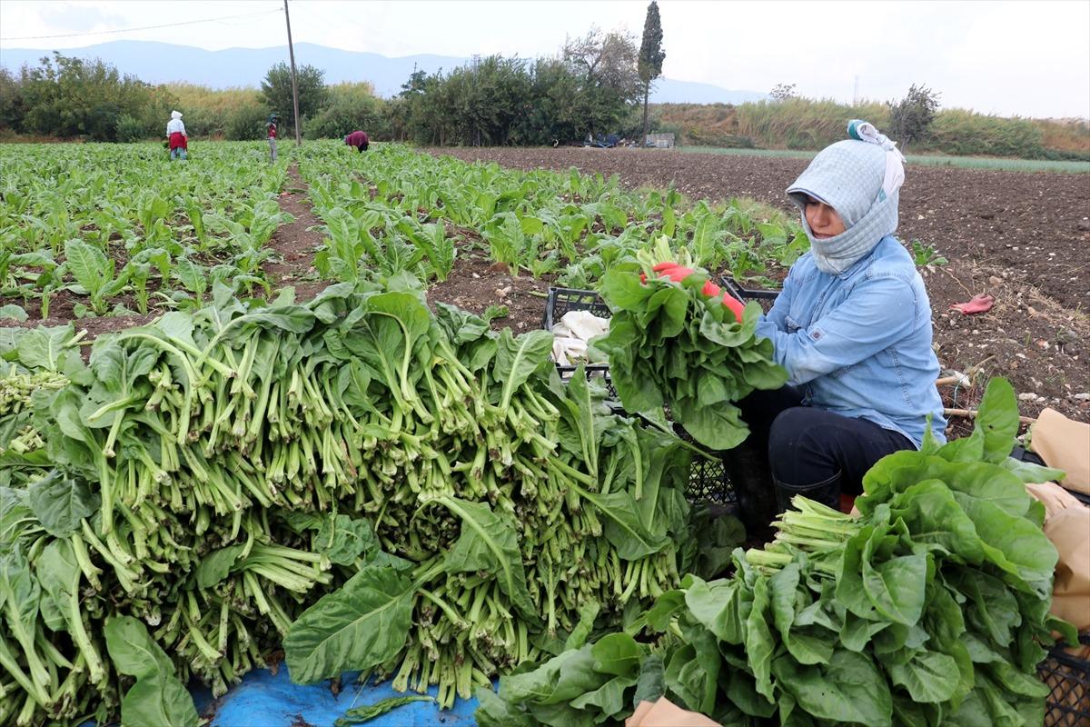  Pazı &uuml;reticisinin y&uuml;z&uuml; g&uuml;l&uuml;yor