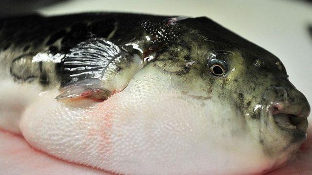 Tehlikeli balon balığı, Japonya'da sevilen yiyeceklerden.