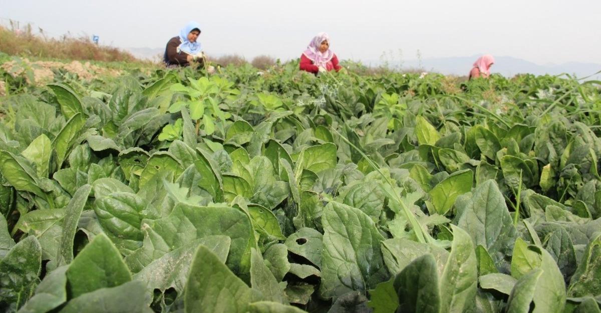 Fiyatlar dip yapınca ıspanak &uuml;reticisi perişan oldu