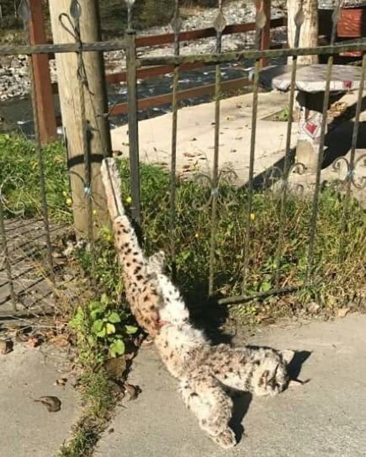 Rize'de vahşet! Vaşağı &ouml;ld&uuml;r&uuml;p, ayağından &ccedil;ite astılar