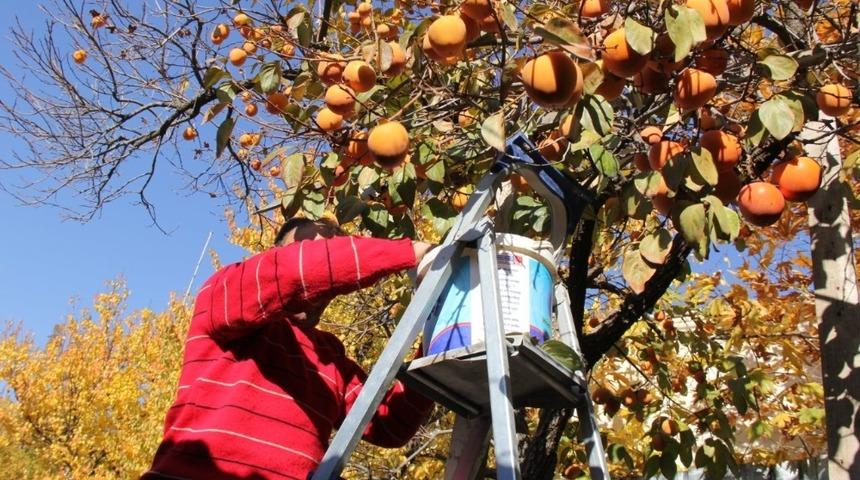 Darende&rsquo;de kayısıya alternatif tarım &uuml;r&uuml;n&uuml;: hurma