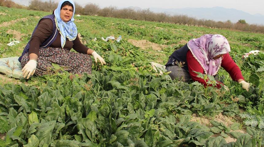 Fiyatı 3 liradan 1 liraya düşen ıspanak, maliyeti karşılamaz oldu