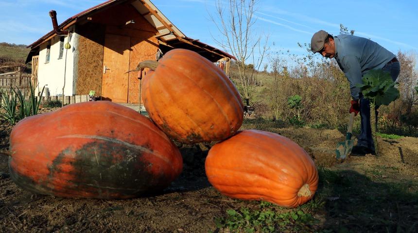 Hobi için diktiği kabaklar 40 kiloya ulaştı
