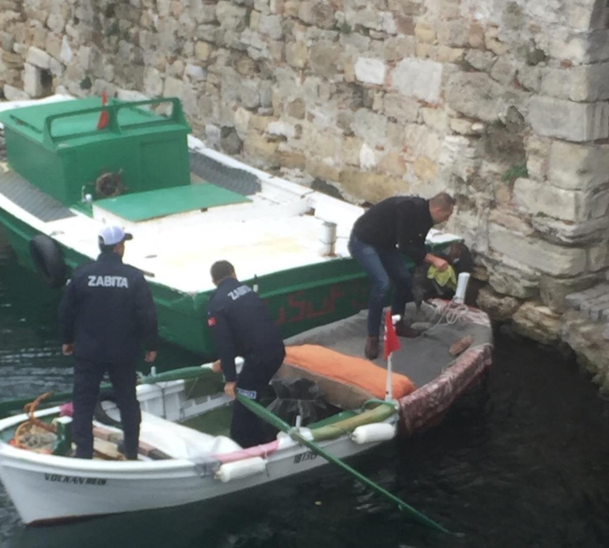 İ&ccedil; limana d&uuml;şen kediyi zabıta kurtardı