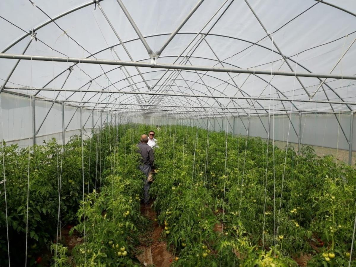 Manisa&rsquo;da seracılıkta b&uuml;y&uuml;k artış