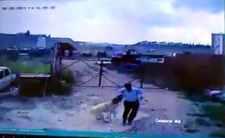 Köpeğin saldırdığı bekçiyi, başka bir köpek kurtardı G5