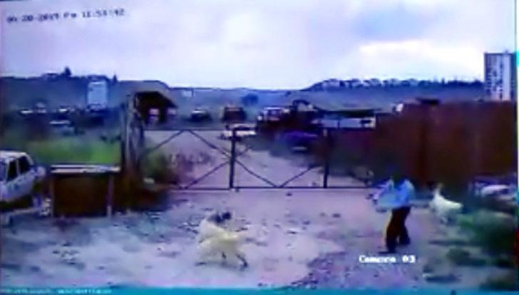 Köpeğin saldırdığı bekçiyi, başka bir köpek kurtardı G3