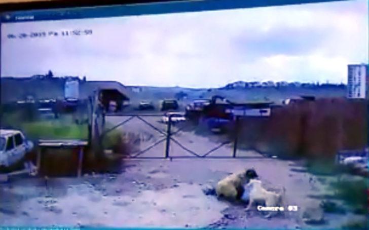 Köpeğin saldırdığı bekçiyi, başka bir köpek kurtardı G1