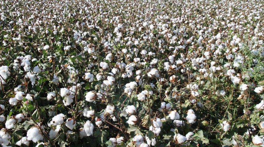 Pamuk &uuml;reticisinin sorunları Meclis g&uuml;ndemine taşındı