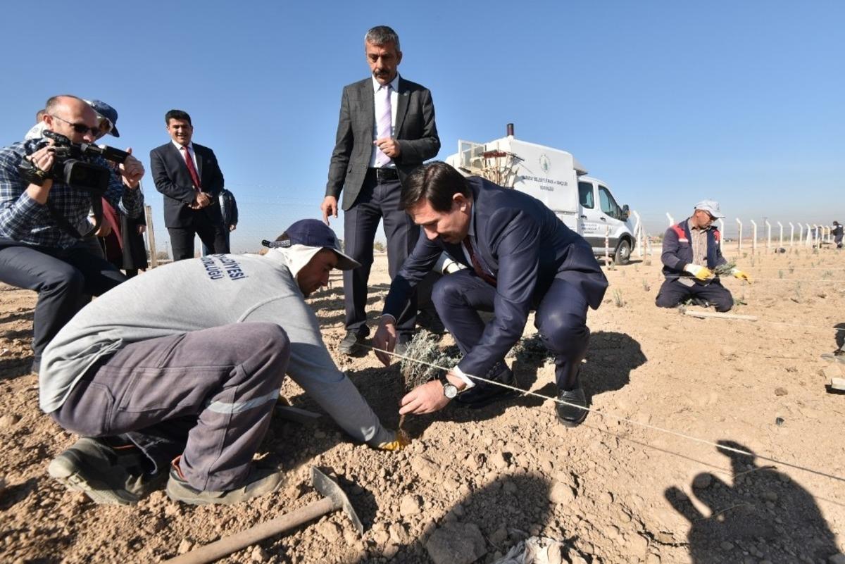 Başkan Kılca: "Lavanta bah&ccedil;emiz, turistlerin yeni g&ouml;zde mekanı olacak"