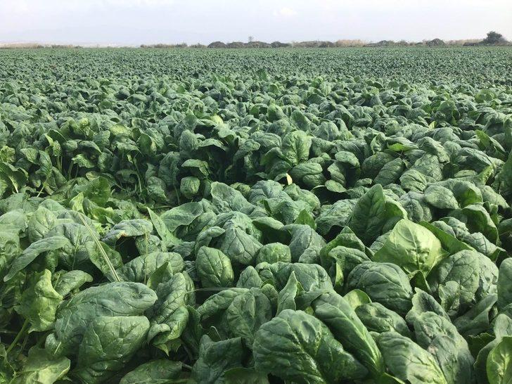 Ispanak tarlada 80 kuruşa düştü G2