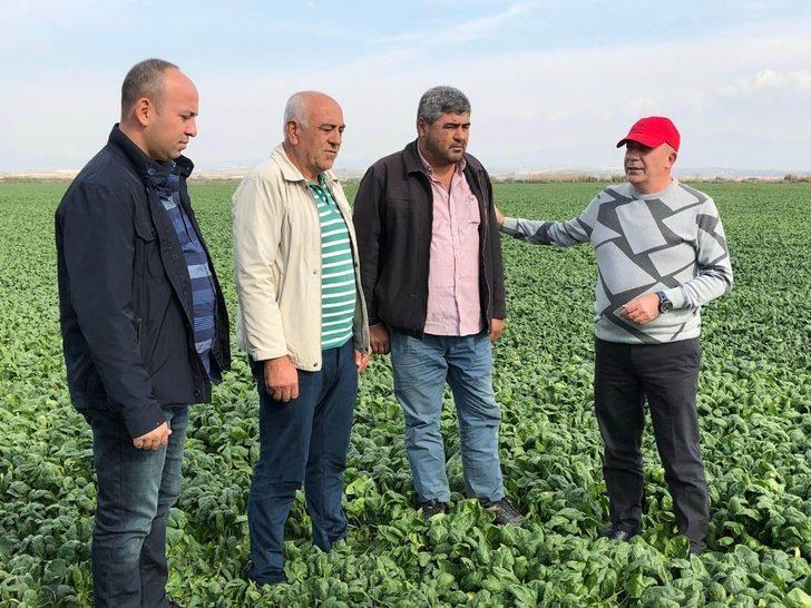 Ispanak tarlada 80 kuruşa düştü G3