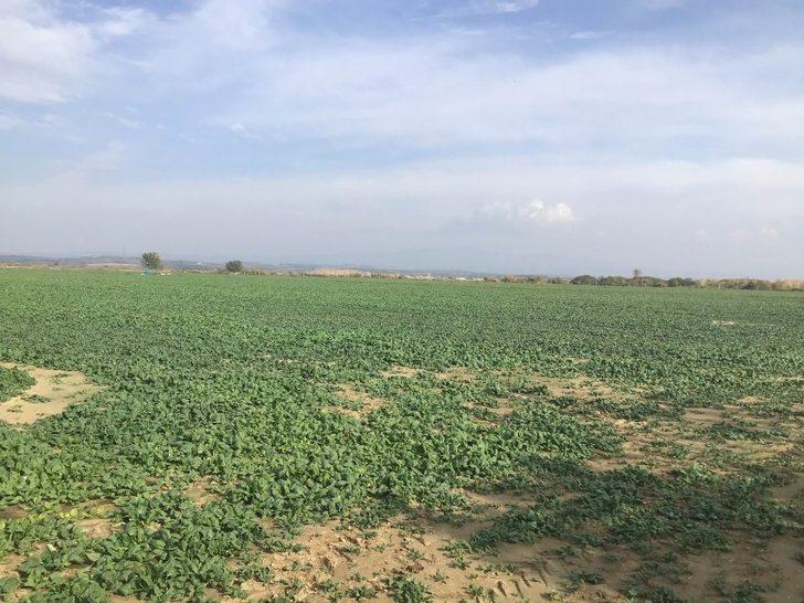 Ispanak tarlada 80 kuruşa düştü G4