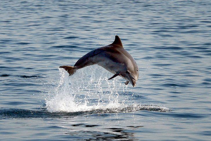İstanbul Boğazı'nda yunusların dansı G1