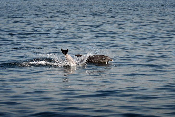 İstanbul Boğazı'nda yunusların dansı G2