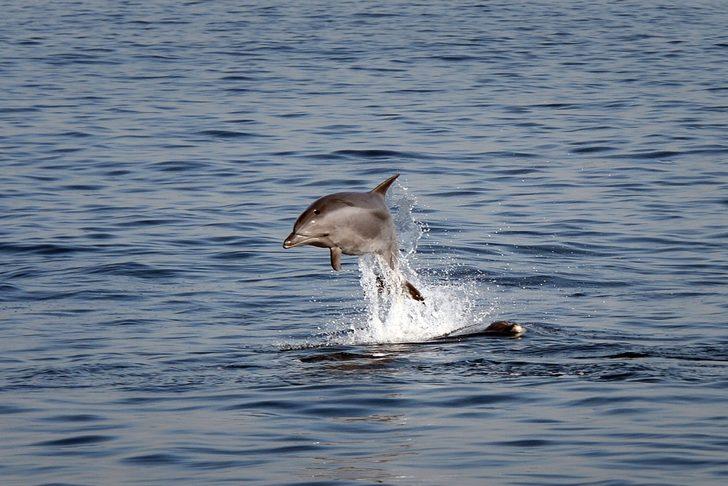 İstanbul Boğazı'nda yunusların dansı G3