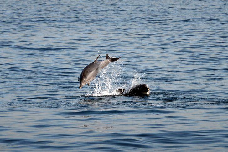 İstanbul Boğazı'nda yunusların dansı G4