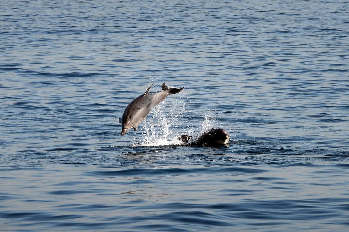 İstanbul Boğazı'nda yunusların dansı