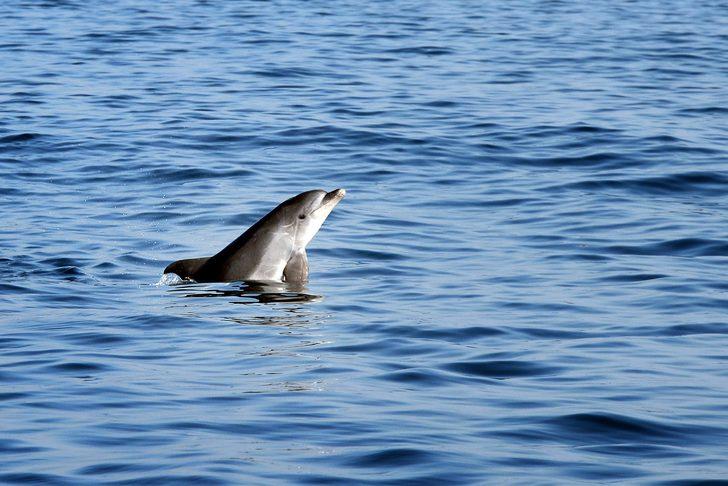 İstanbul Boğazı'nda yunusların dansı G5
