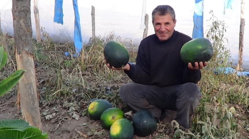 Sonbahar karpuzları hasat edildi
