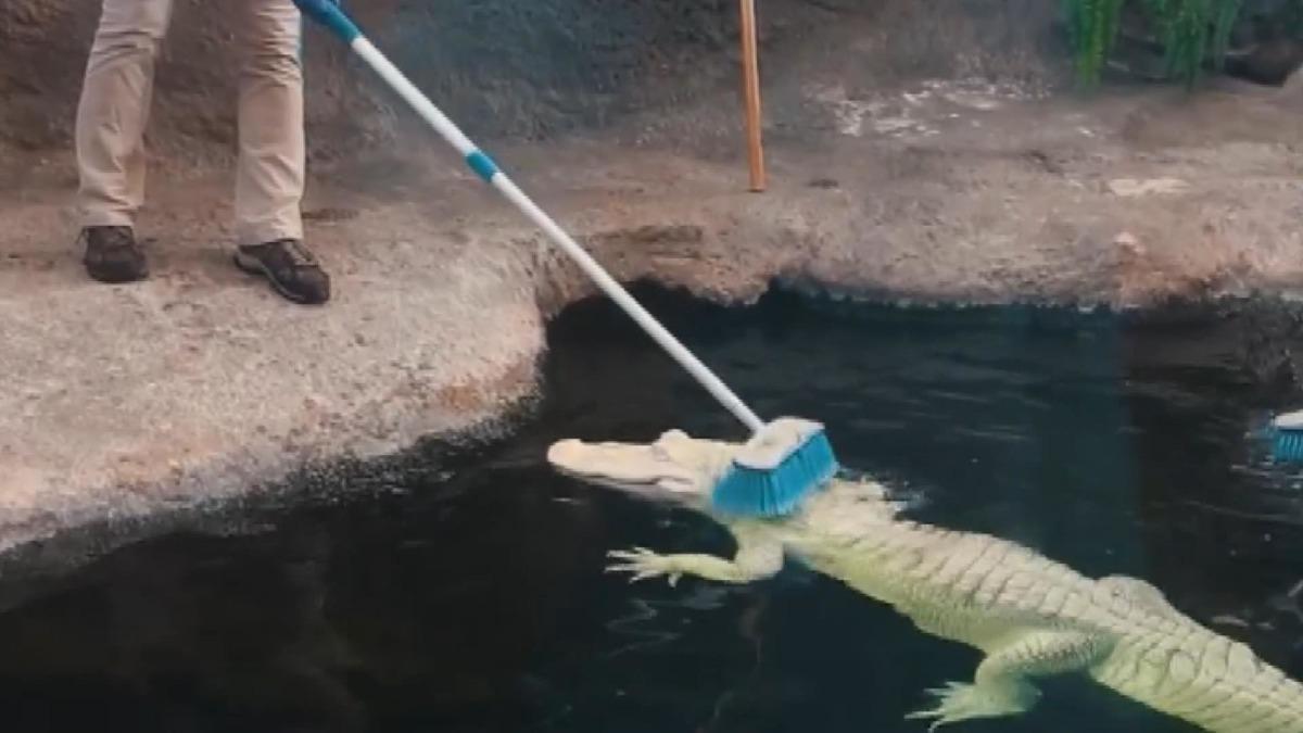 Timsahların masaj keyfi şaşkına &ccedil;evirdi