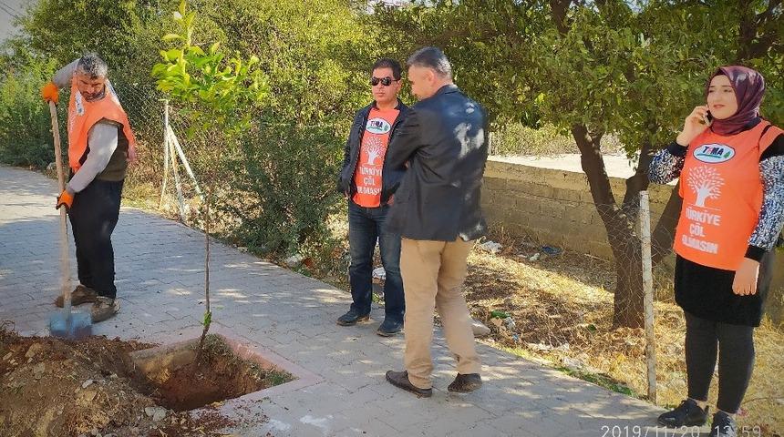 Kozan&rsquo;ın simgesi turun&ccedil; ağa&ccedil;larına bakım