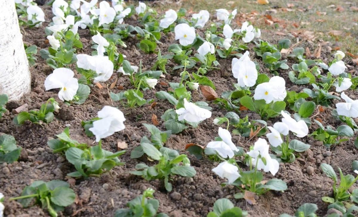 &Ccedil;orum&rsquo;da belediye 160 bin menekşe dikecek