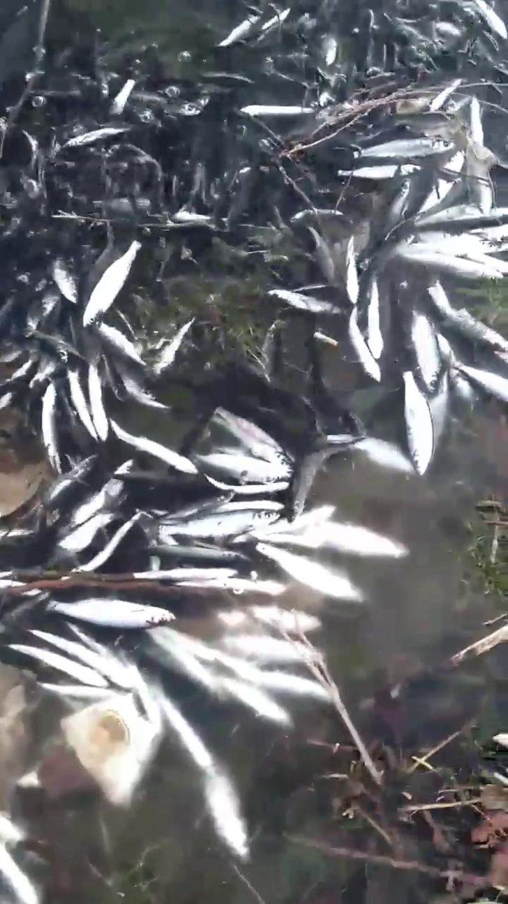 Karabük'te baraj gölünde ölü balıklar kıyıya vurdu G1