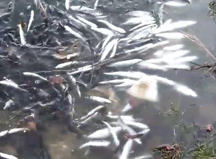 Karabük'te baraj gölünde ölü balıklar kıyıya vurdu G2