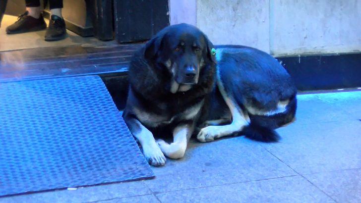 Taksim'de aynı köpek yine ısırdı G1