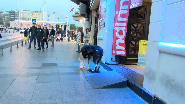 Taksim'de aynı köpek yine ısırdı G3