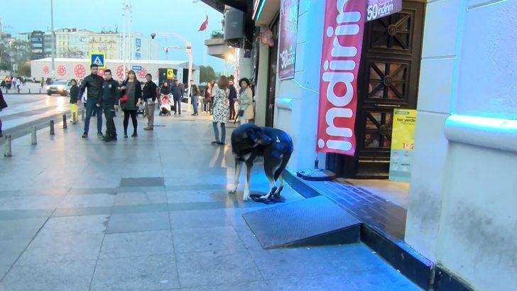 Taksim'de aynı köpek yine ısırdı G4